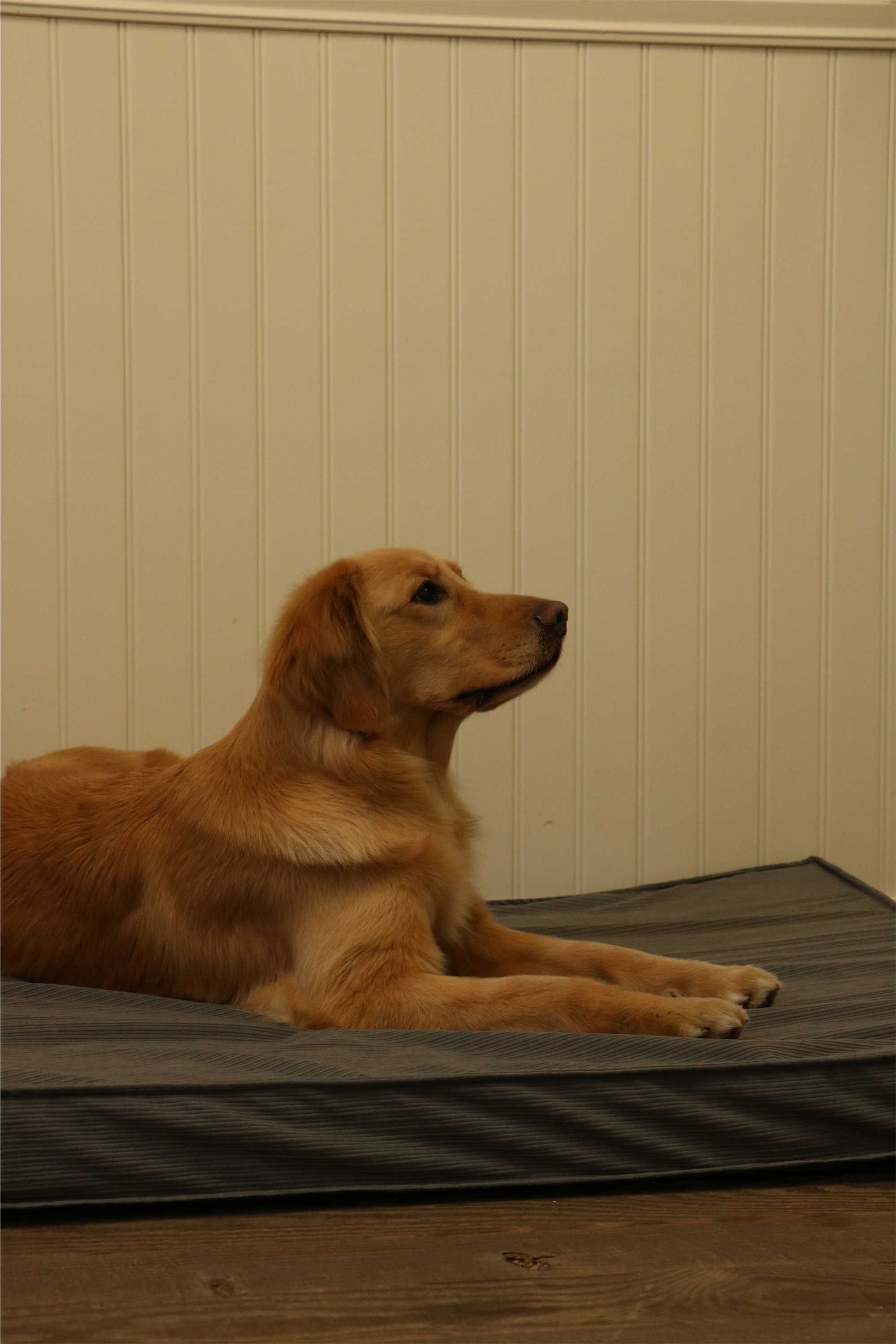 CORDUROY FLAT PET MAT