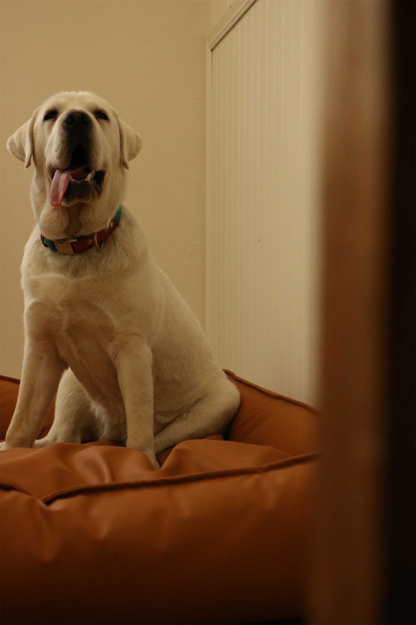 TECH FABRIC FLAT PET BED(ORANGE)